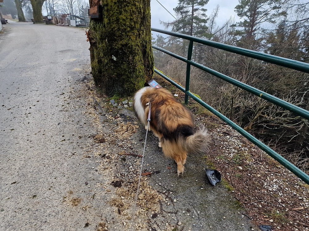 Slika je vidna v Google Chromu.