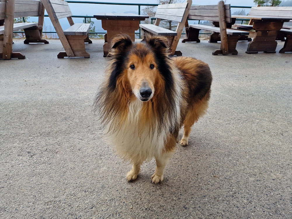 Slika je vidna v Google Chromu.