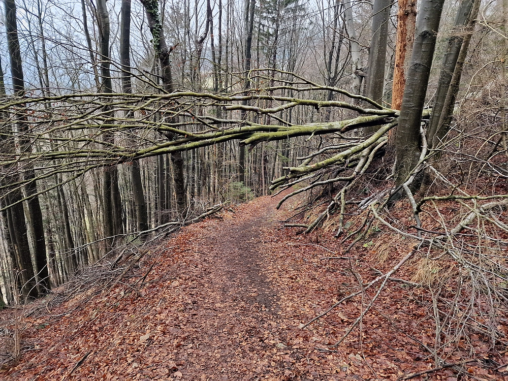 Slika je vidna v Google Chromu.