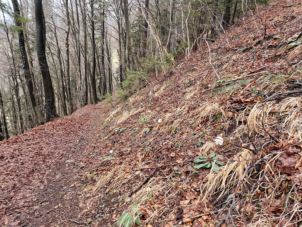 Slika je vidna v Google Chromu.