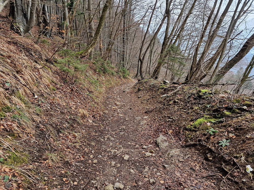 Slika je vidna v Google Chromu.