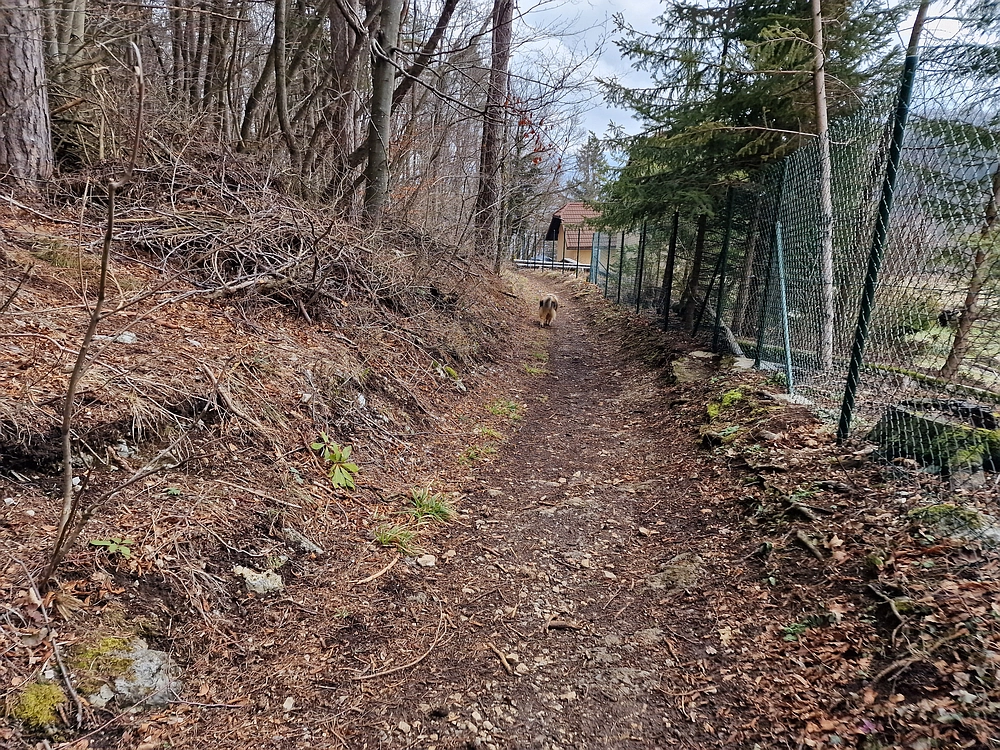 Slika je vidna v Google Chromu.