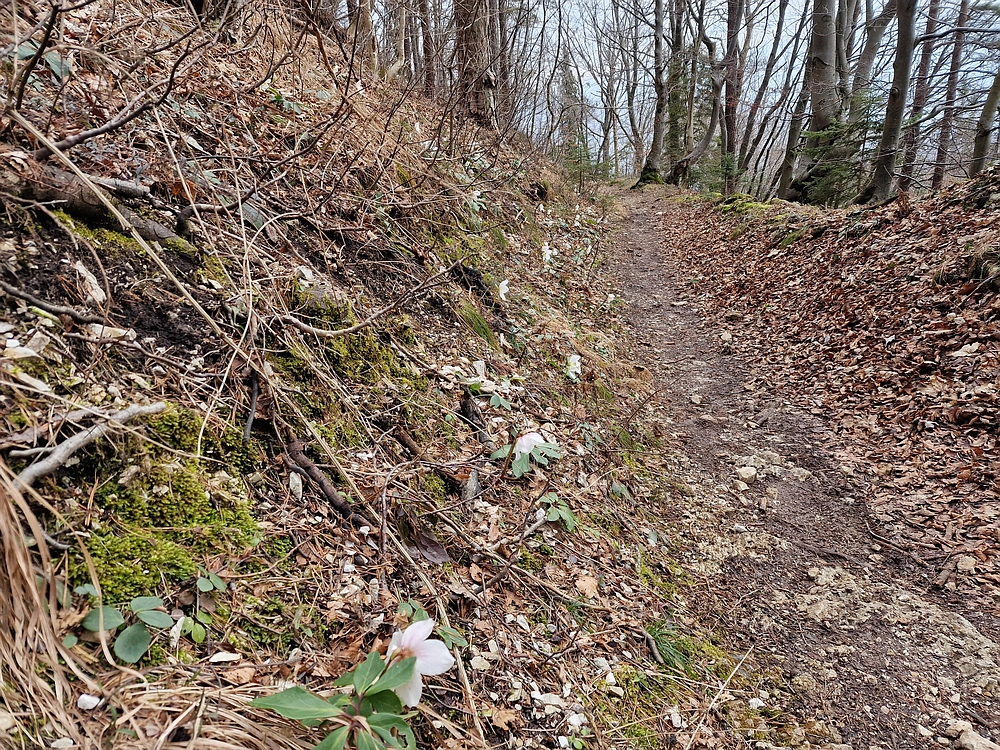 Slika je vidna v Google Chromu.