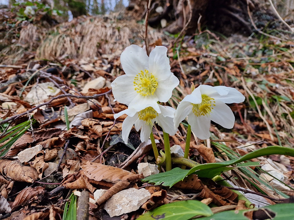 Slika je vidna v Google Chromu.