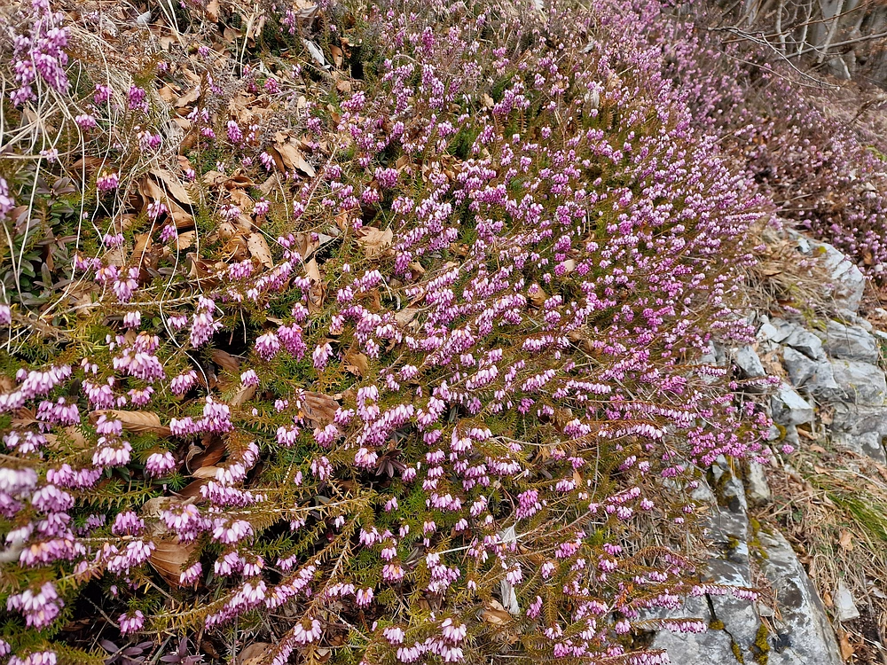Slika je vidna v Google Chromu.
