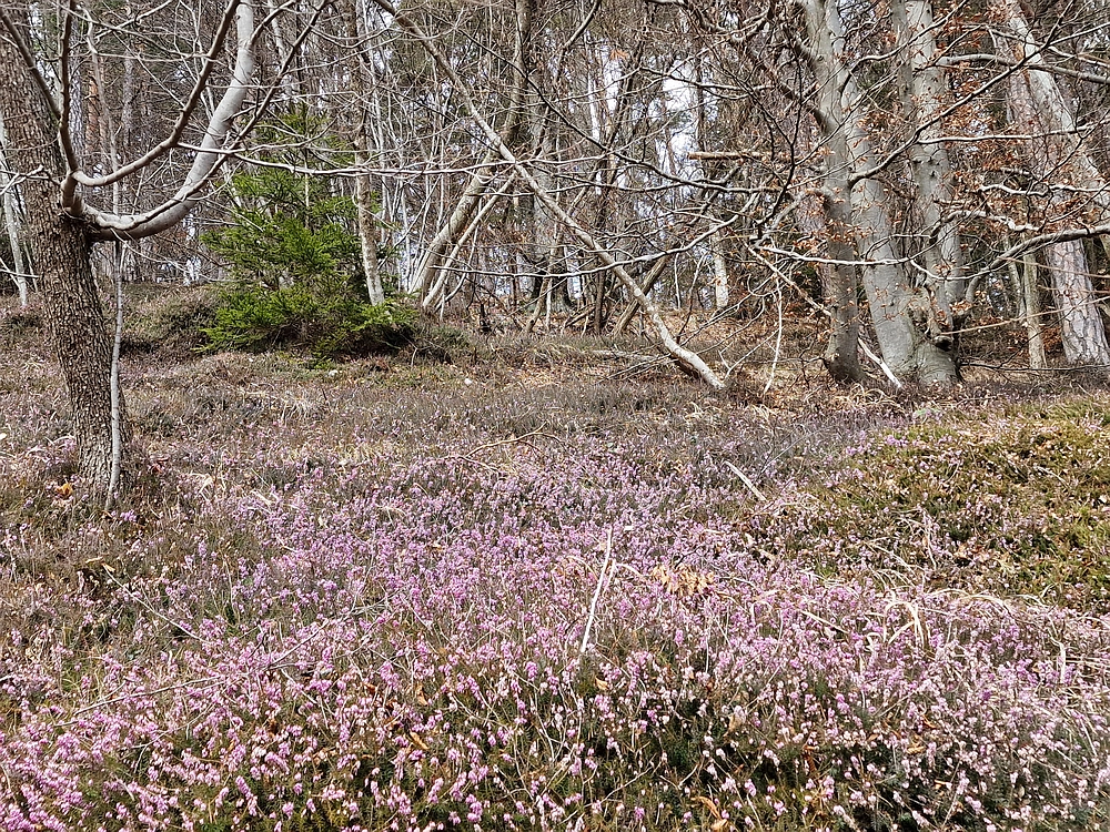 Slika je vidna v Google Chromu.