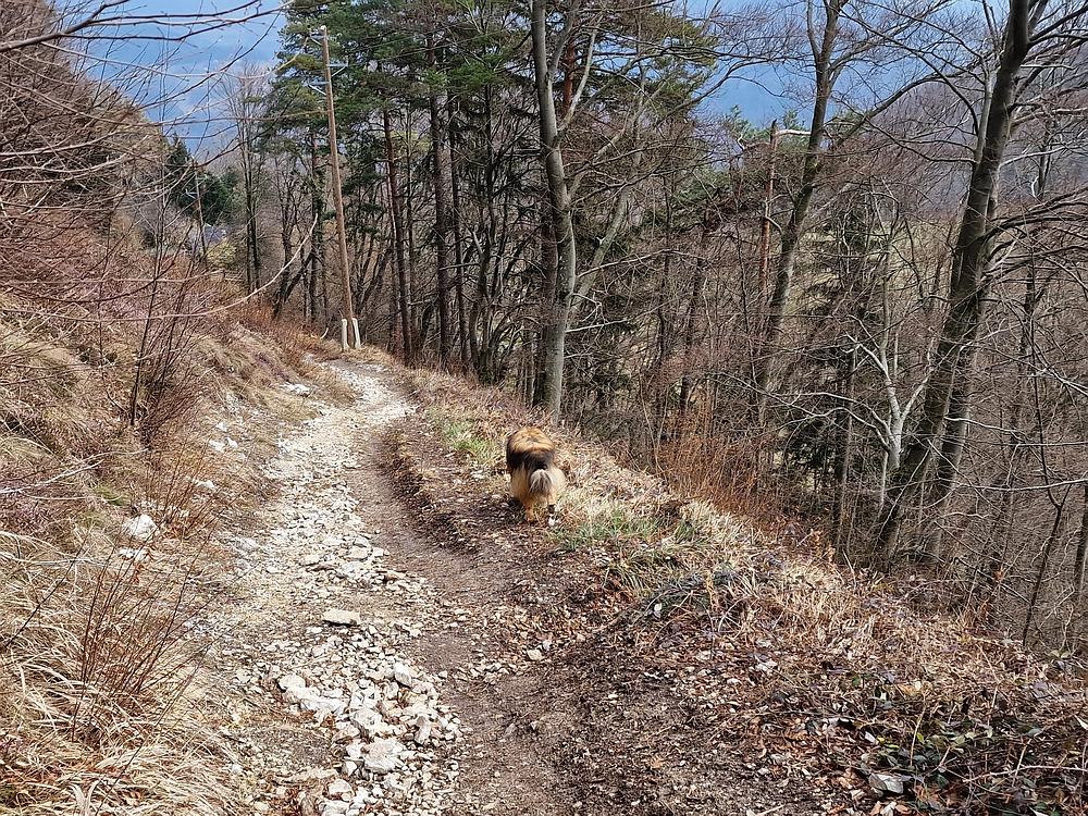 Slika je vidna v Google Chromu.