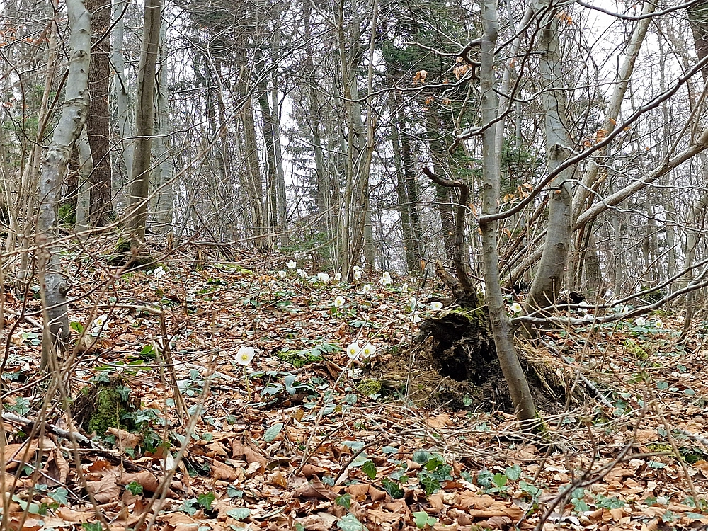 Slika je vidna v Google Chromu.