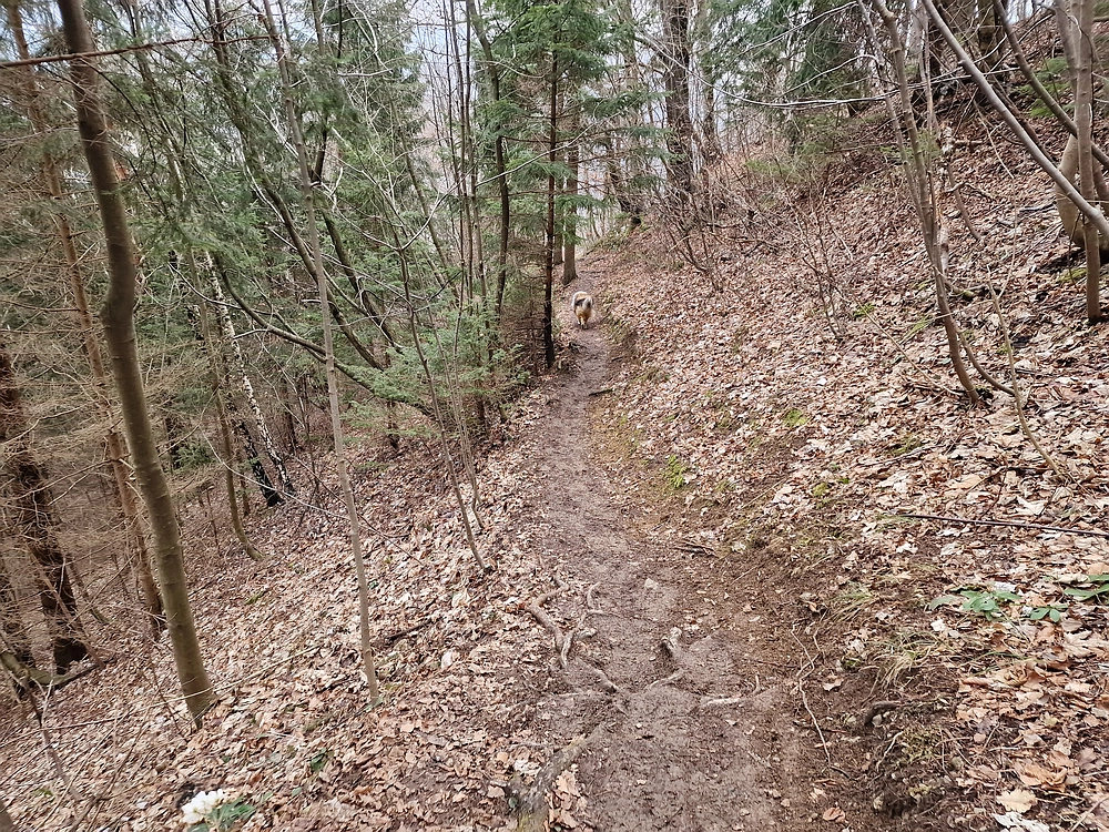 Slika je vidna v Google Chromu.