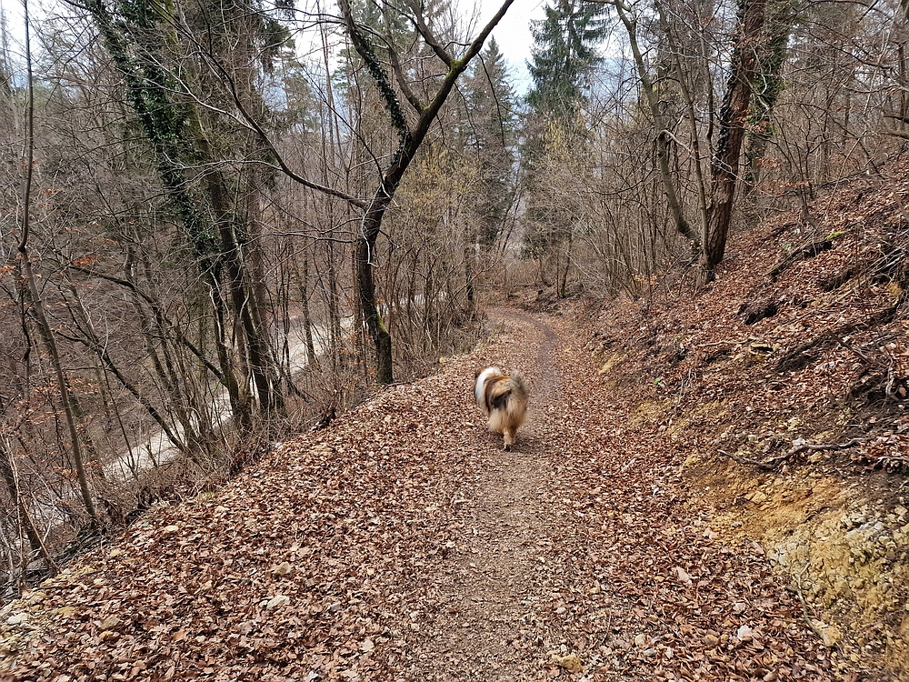 Slika je vidna v Google Chromu.