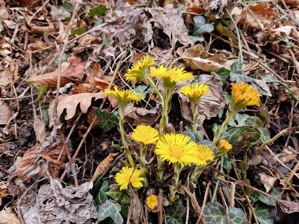 Slika je vidna v Google Chromu.