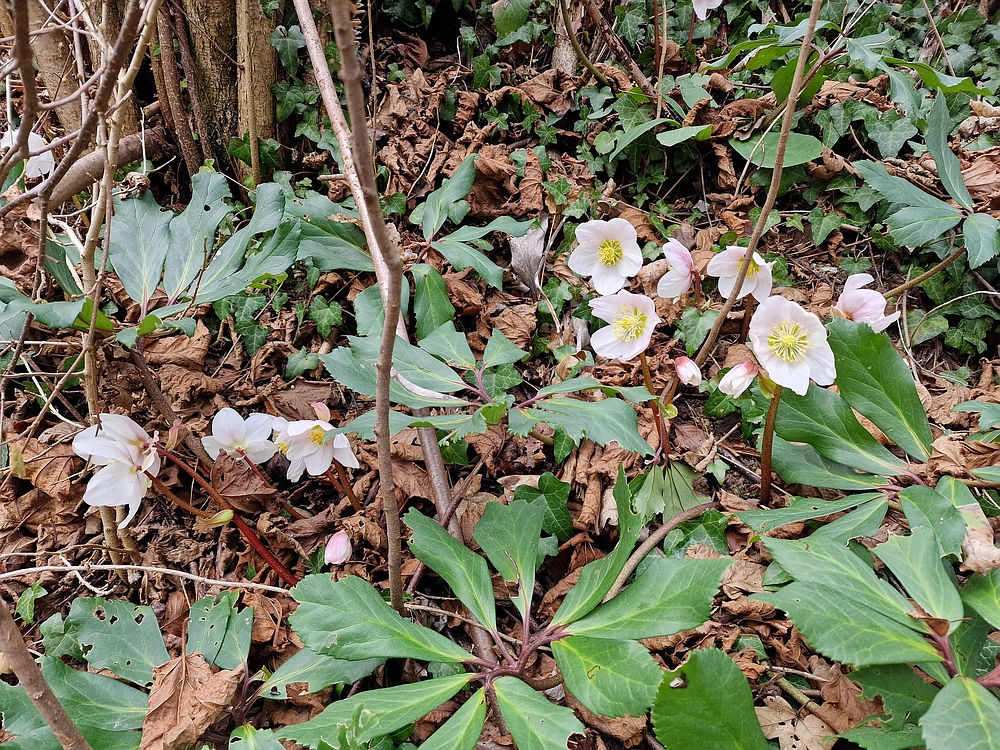 Slika je vidna v Google Chromu.
