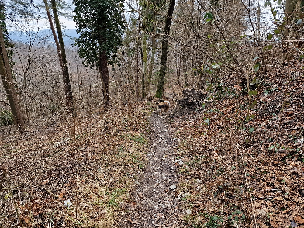 Slika je vidna v Google Chromu.