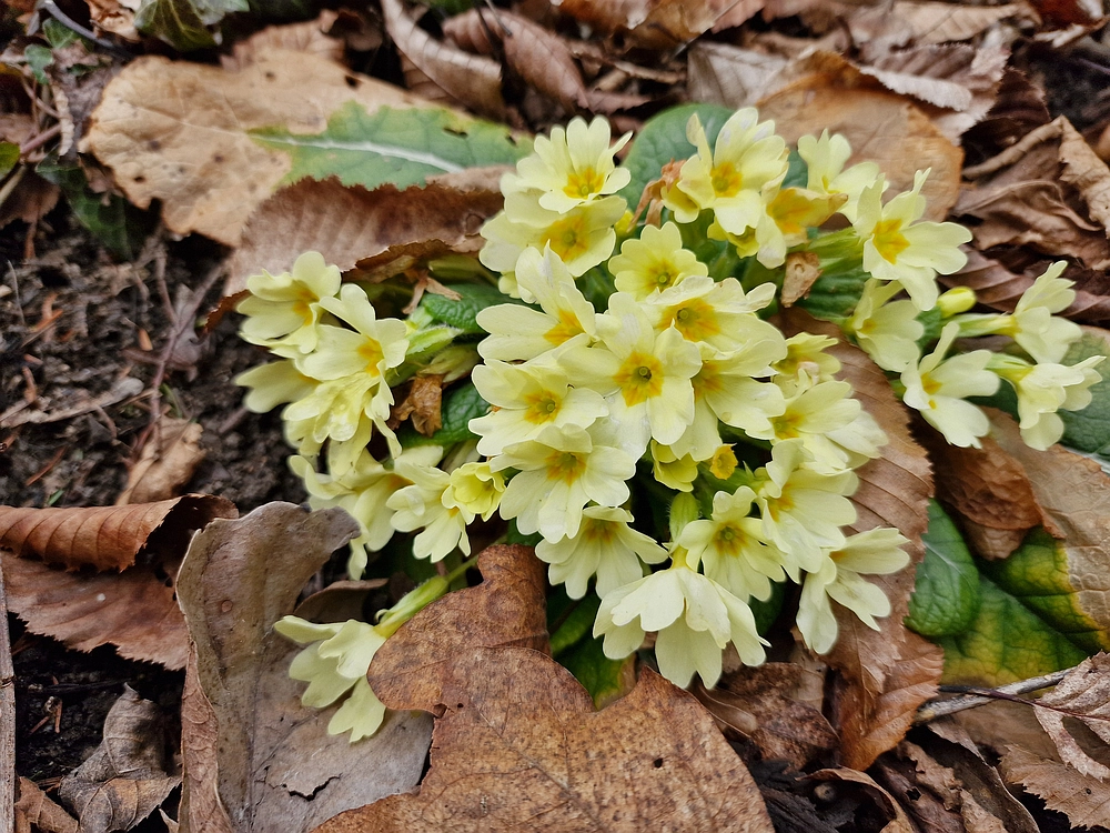 Slika je vidna v Google Chromu.