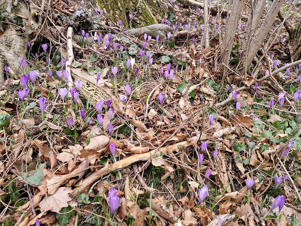 Slika je vidna v Google Chromu.