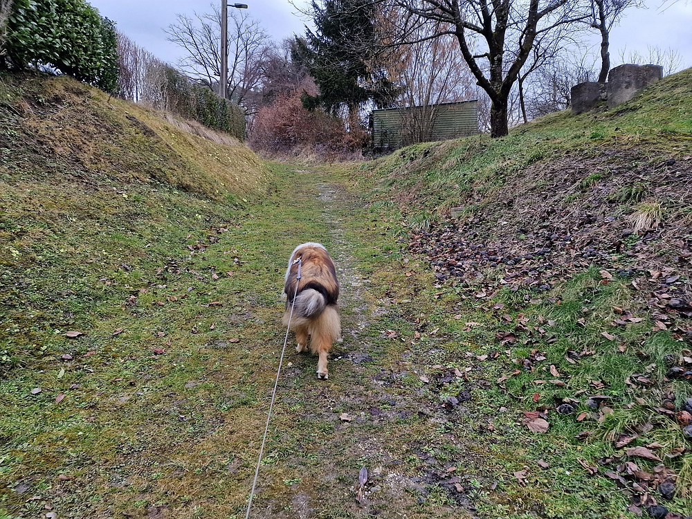 Slika je vidna v Google Chromu.