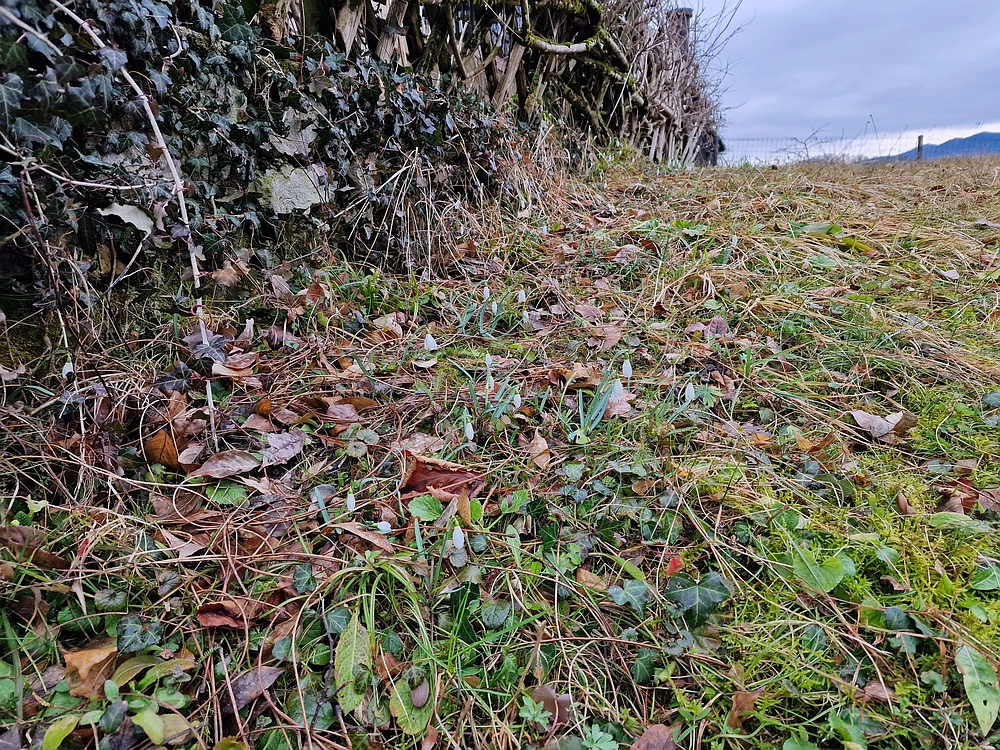 Slika je vidna v Google Chromu.