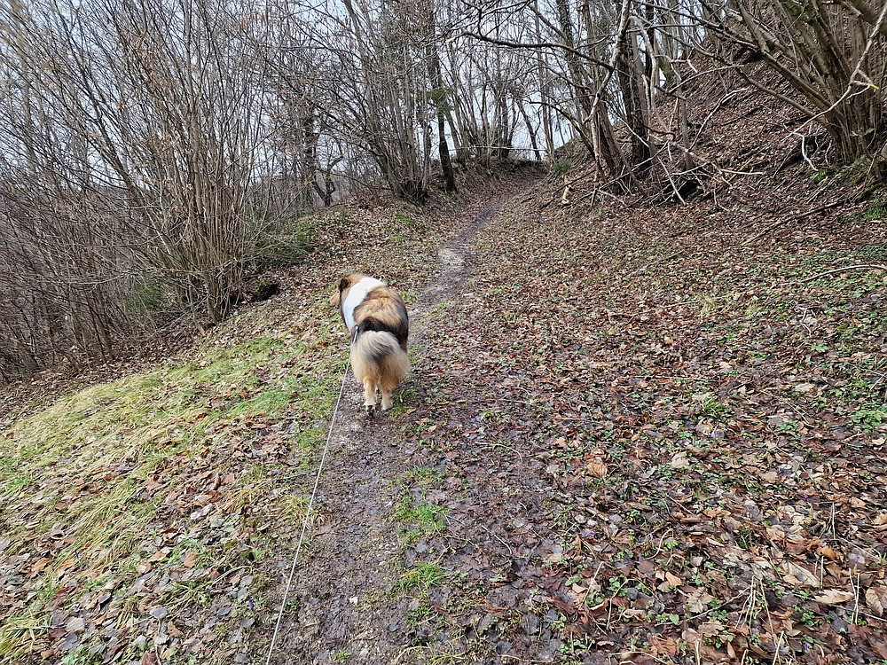 Slika je vidna v Google Chromu.