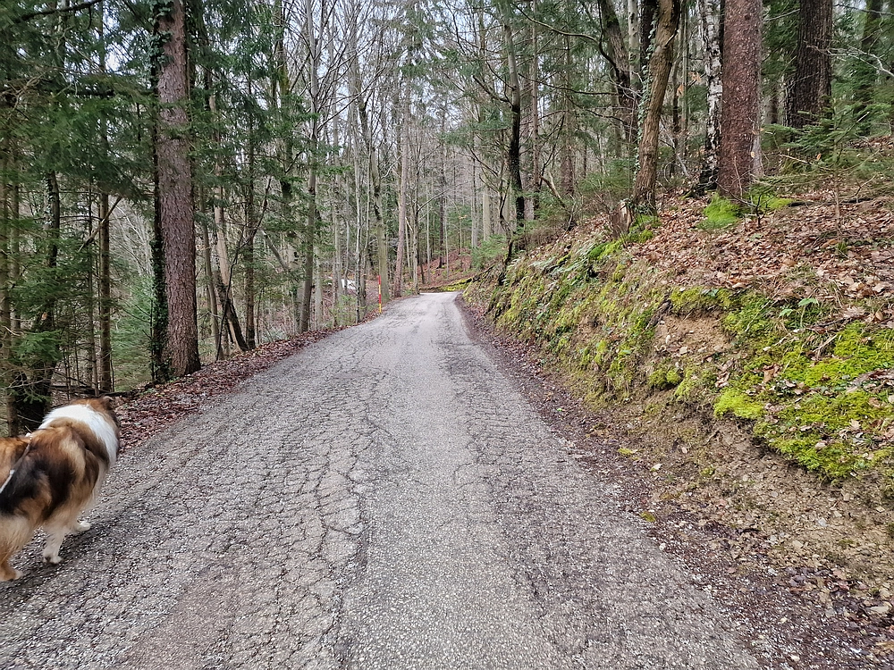 Slika je vidna v Google Chromu.