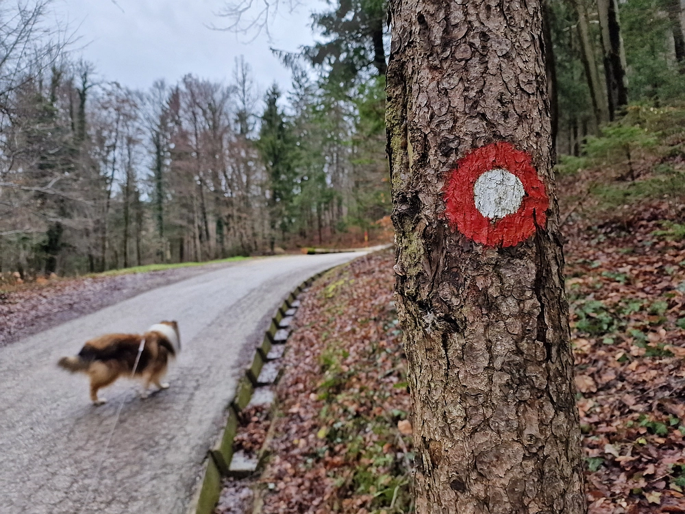 Slika je vidna v Google Chromu.