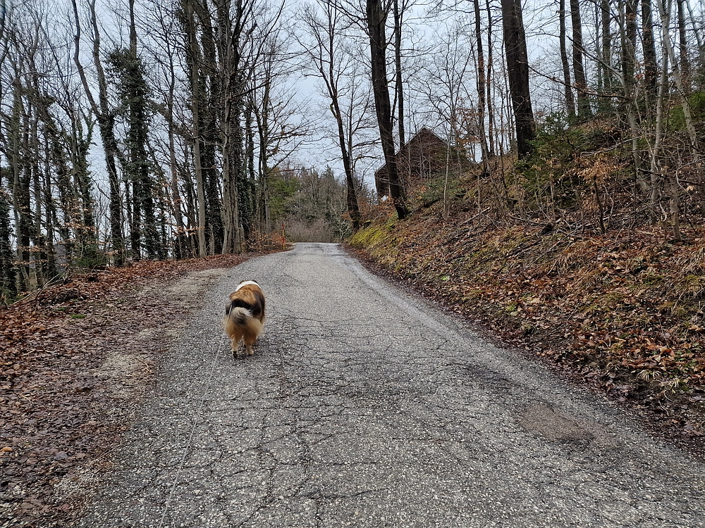 Slika je vidna v Google Chromu.