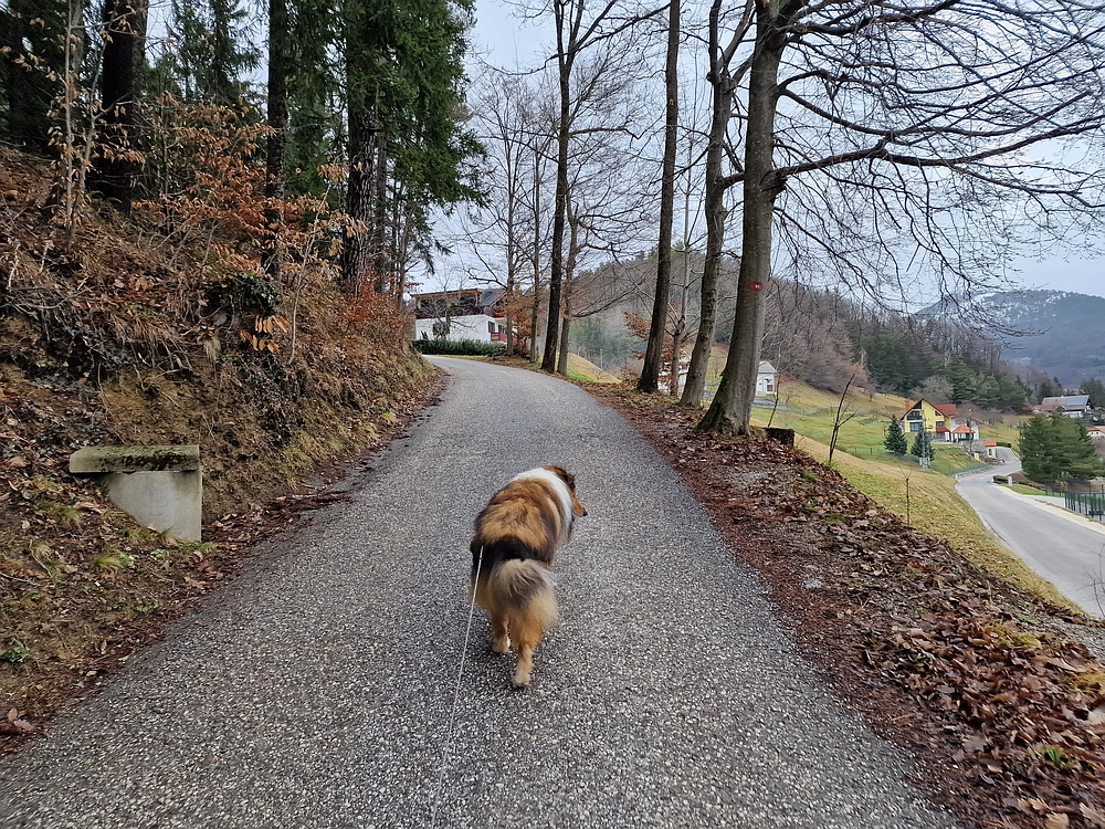 Slika je vidna v Google Chromu.