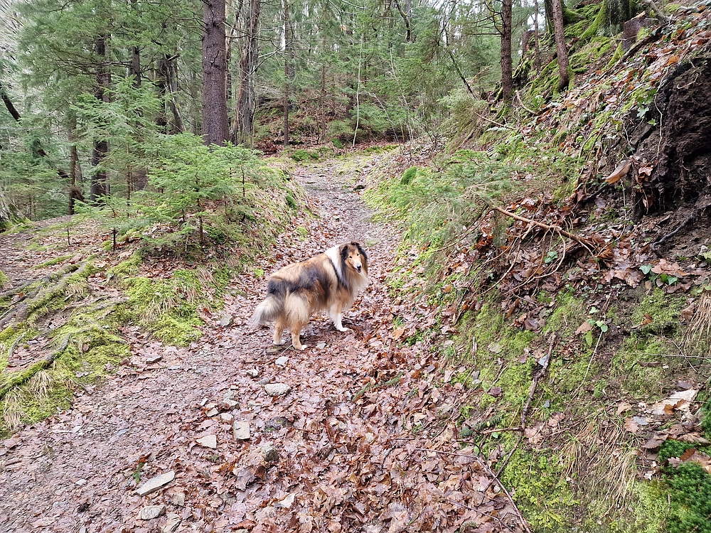 Slika je vidna v Google Chromu.