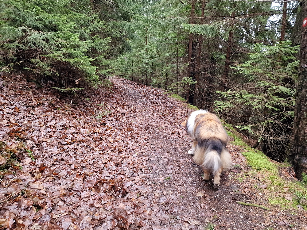 Slika je vidna v Google Chromu.