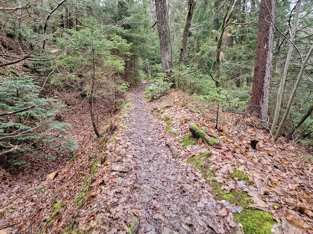 Slika je vidna v Google Chromu.