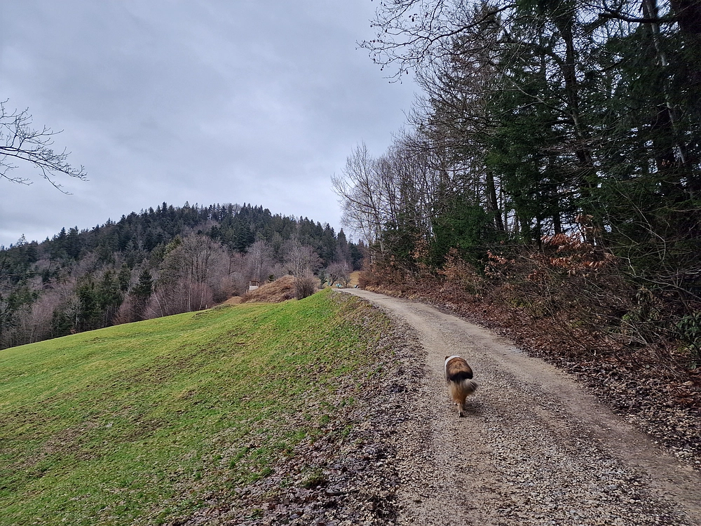 Slika je vidna v Google Chromu.