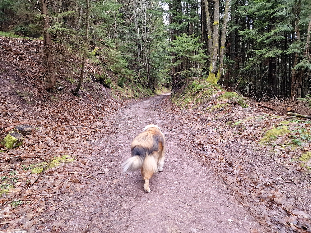 Slika je vidna v Google Chromu.