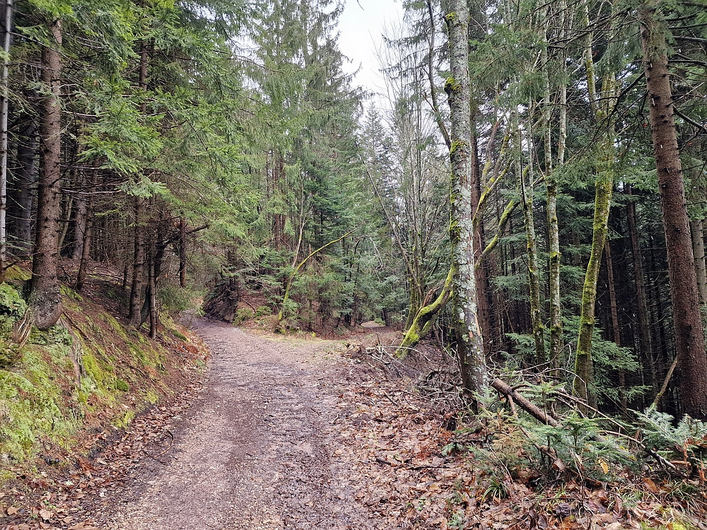 Slika je vidna v Google Chromu.