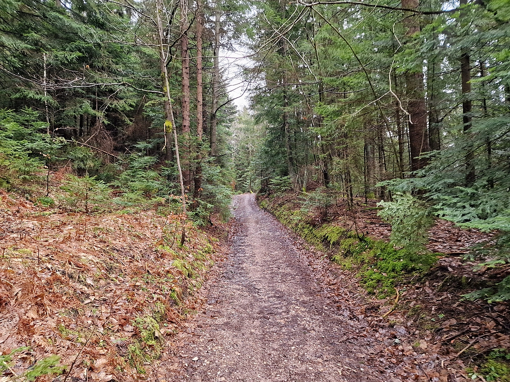 Slika je vidna v Google Chromu.