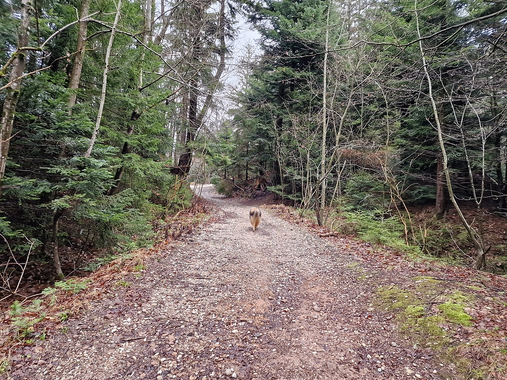 Slika je vidna v Google Chromu.