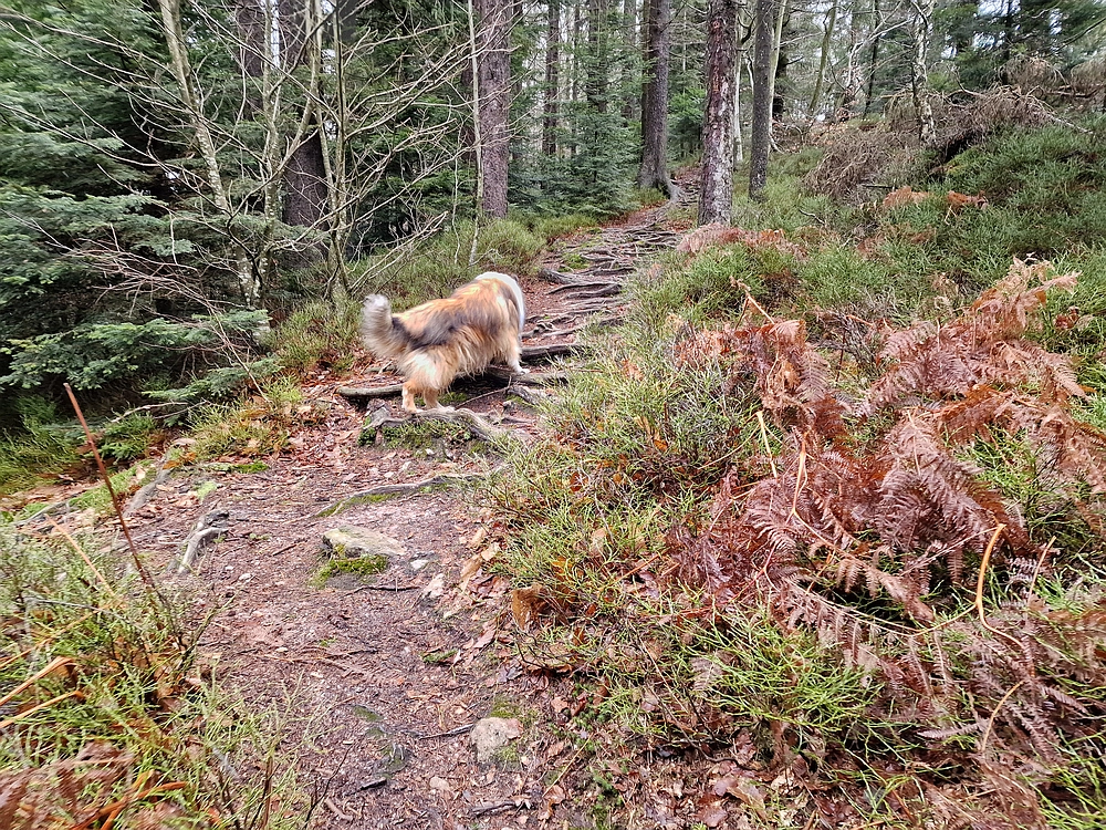 Slika je vidna v Google Chromu.