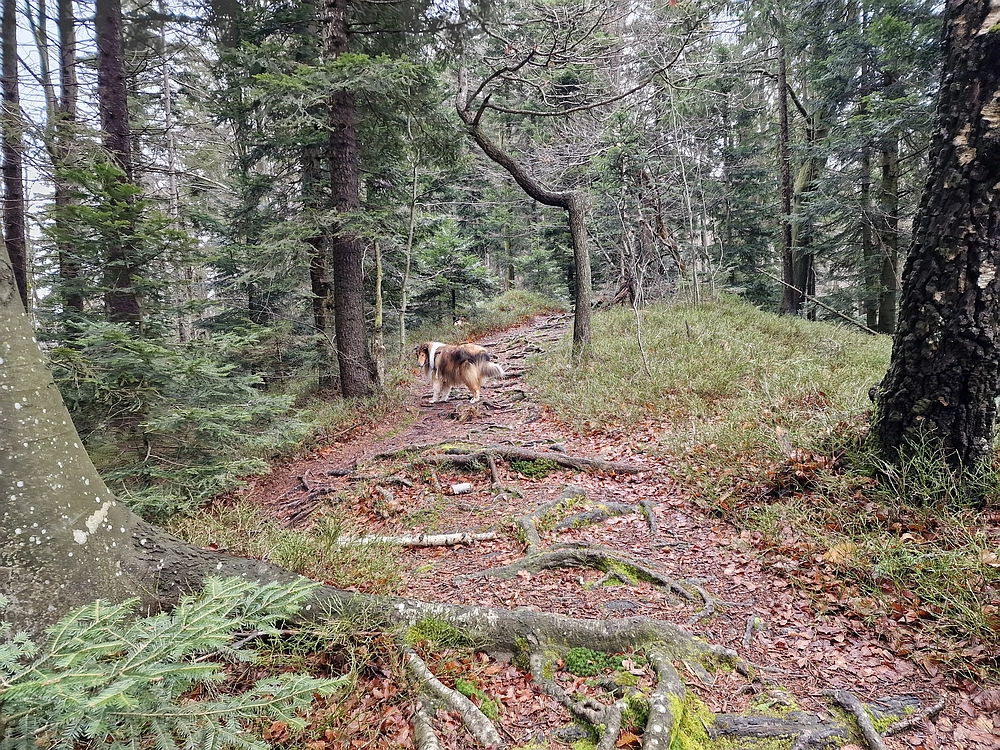 Slika je vidna v Google Chromu.