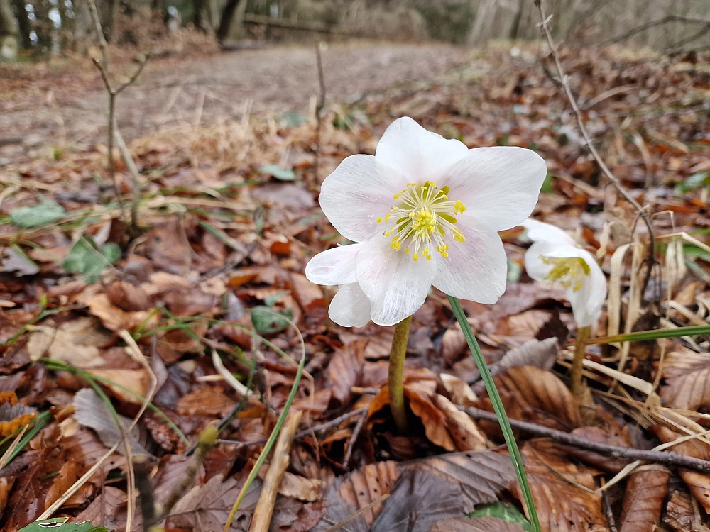 Slika je vidna v Google Chromu.