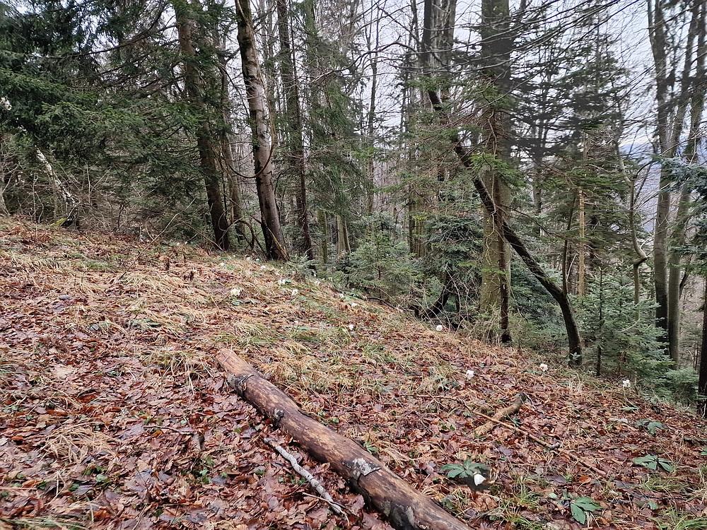 Slika je vidna v Google Chromu.