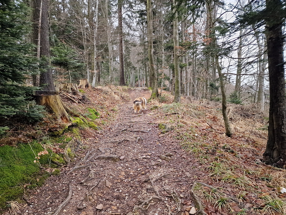 Slika je vidna v Google Chromu.