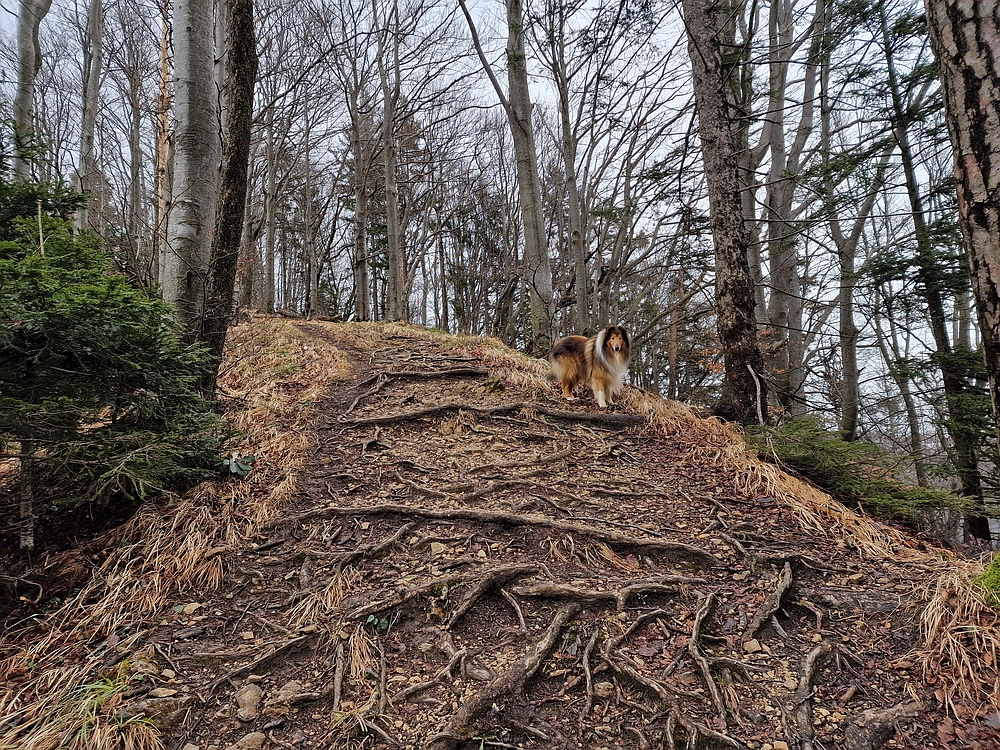 Slika je vidna v Google Chromu.