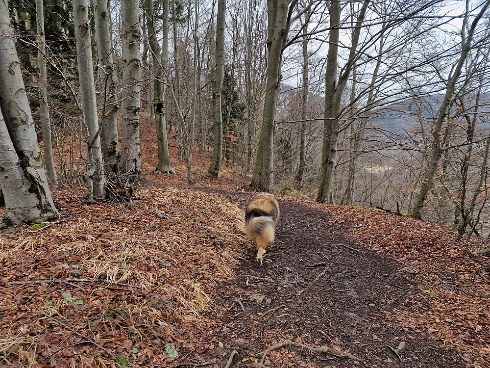 Slika je vidna v Google Chromu.