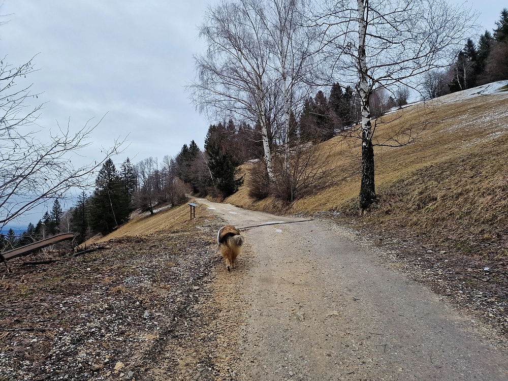 Slika je vidna v Google Chromu.