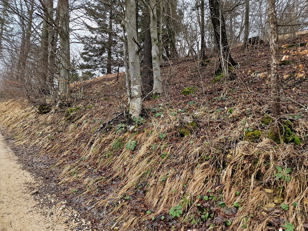 Slika je vidna v Google Chromu.