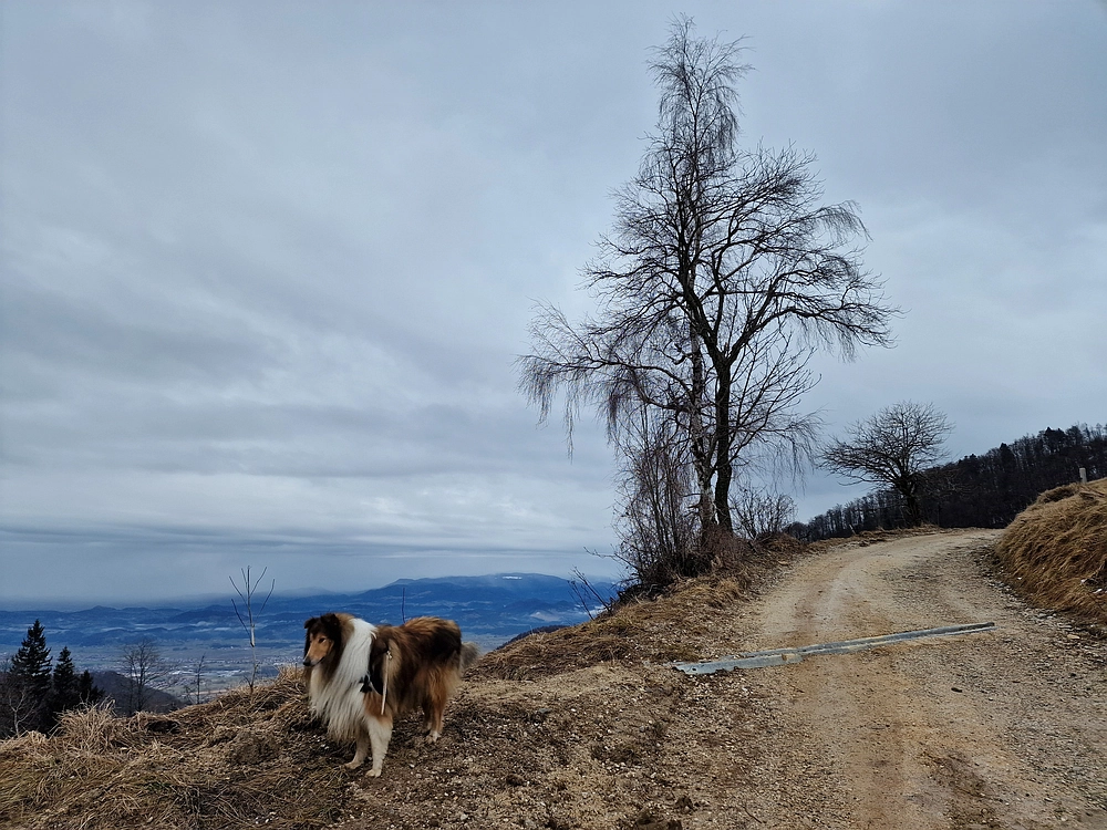 Slika je vidna v Google Chromu.