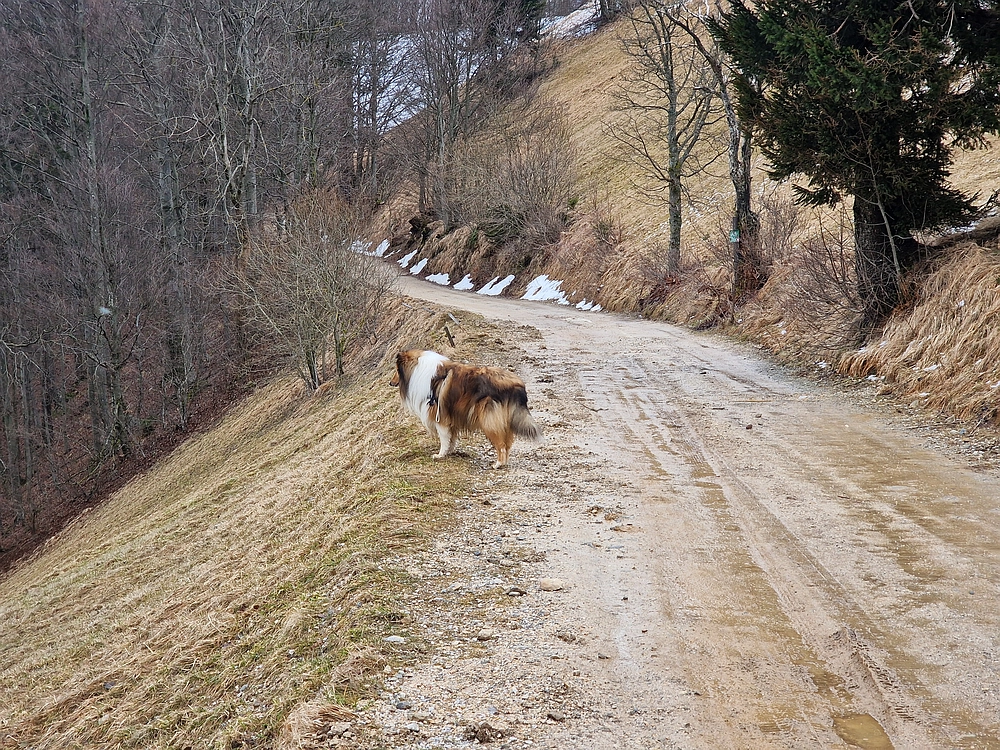 Slika je vidna v Google Chromu.