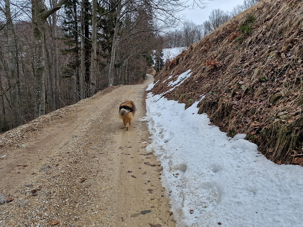 Slika je vidna v Google Chromu.