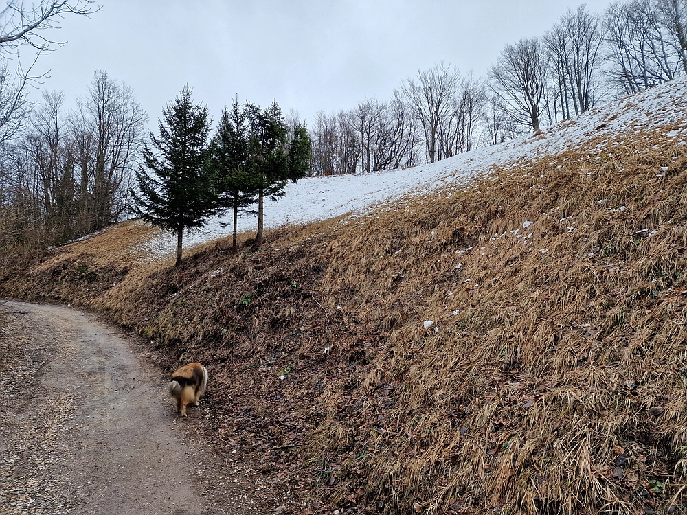 Slika je vidna v Google Chromu.