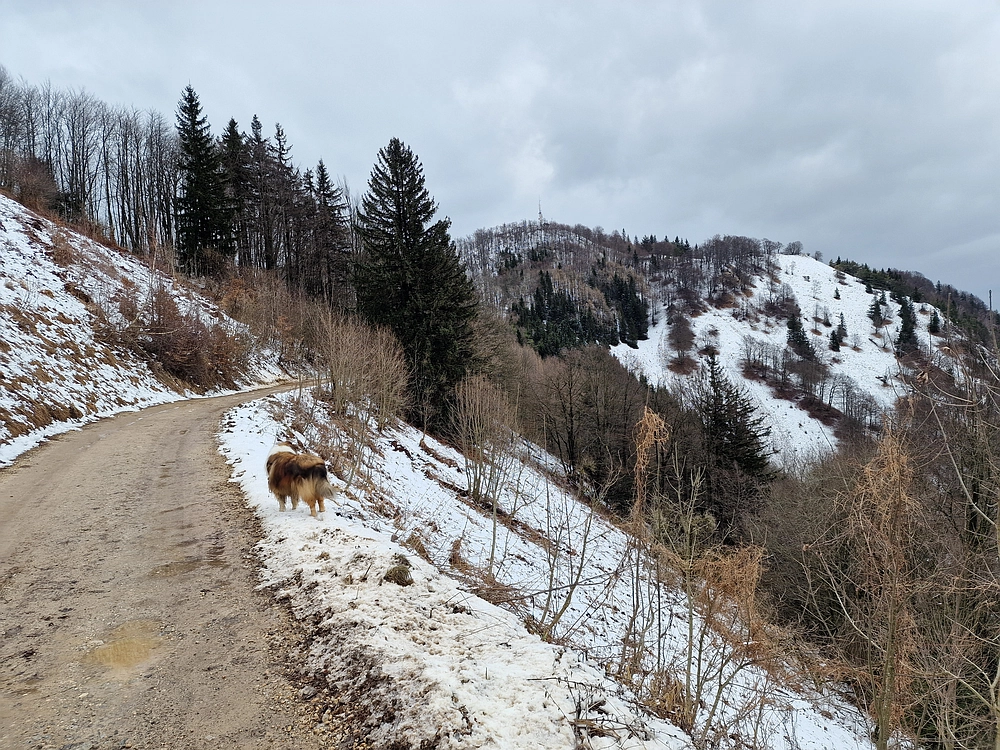 Slika je vidna v Google Chromu.