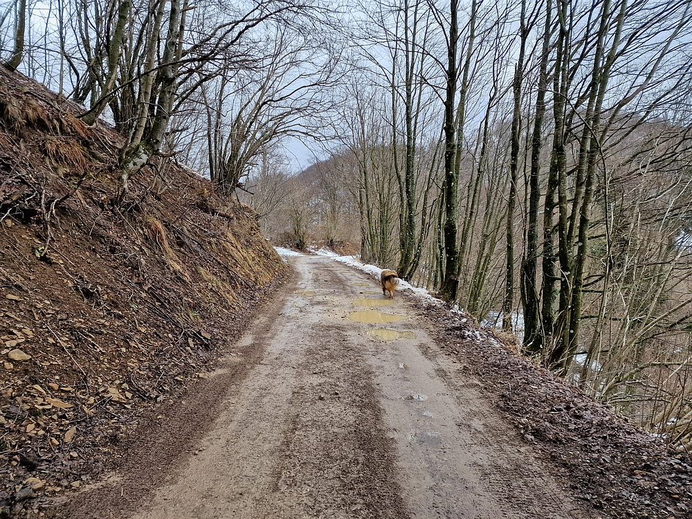 Slika je vidna v Google Chromu.