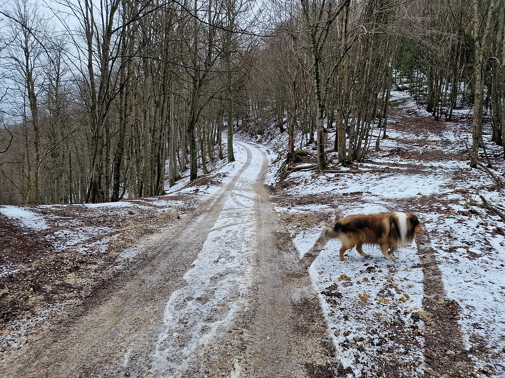Slika je vidna v Google Chromu.